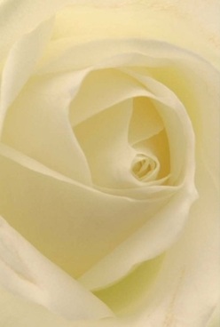 Seen through an intimate lens, this rose encapsulates the timeless spirit of Highgate-its ivory petals swirling inward in a harmonious dance. Each layer is velvety and almost translucent, inviting a gentle touch and quiet admiration reminiscent of strolling along Highgate's leafy lanes. Bathed in soothing, diffused light, the gentle cream and pale lemon hues evoke the ambiance of a quiet morning near Highgate Wood or a tranquil garden gathering. The rose's elegant form whispers of celebrations, quiet tokens of love, or an anniversary bouquet offered with heartfelt intent. Its structure, captured in stunning detail, brings forth a sense of grace and enduring beauty. Even its imagined fragrance seems to linger, blending with the cool Highgate air-a mark of true floral artistry practiced by those who know the community well. Every detail in this bloom reflects a thoughtful message, perfect for expressing comfort, love, or gratitude on life's meaningful occasions.